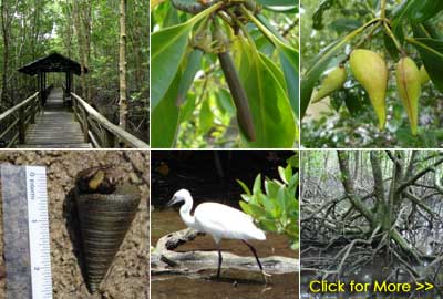 Mangrove Forest