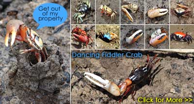 Fiddler Crabs