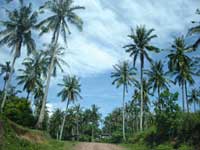 Coconut Trees