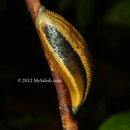 fully-fed tiger leech