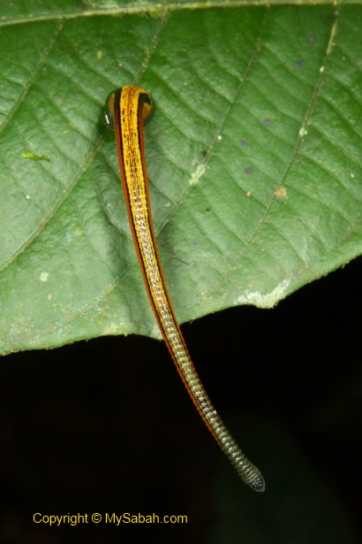 tiger leech