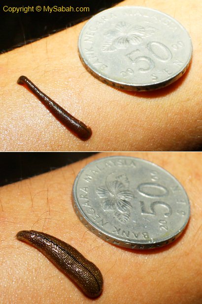 brown leech sucking blood