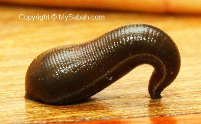 well-fed brown leech