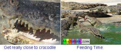 Crocodile Farm