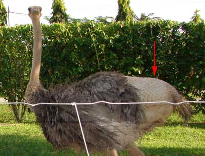 Ostrich