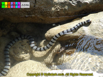 Sea Snake