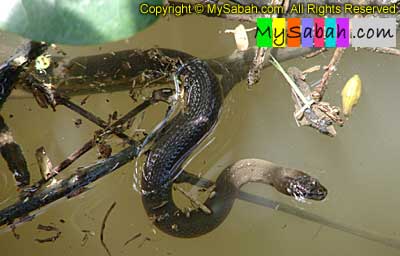 Water Snake