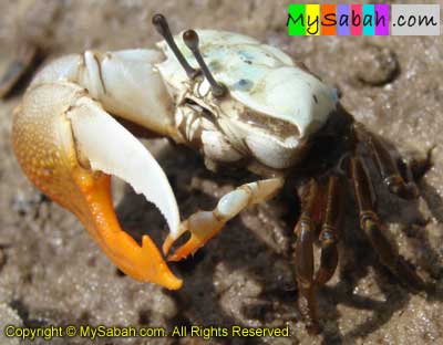 Fiddler Crabs