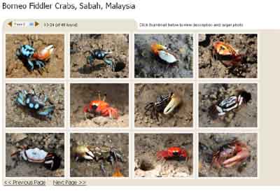 Fiddler Crabs