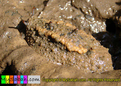 Mangrove Slug