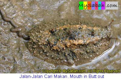 Mangrove Slug