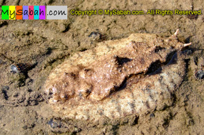 Mangrove Slug