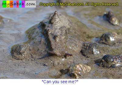 Mangrove Slug