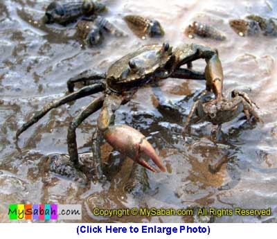 Big Crab Eats Small Crab