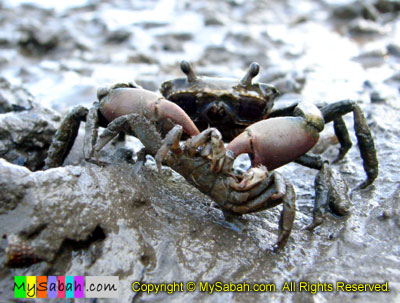 Big Crab Eats Small Crab