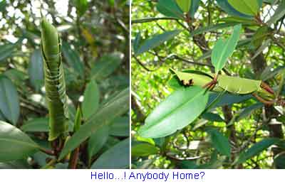 caterpillar of moth