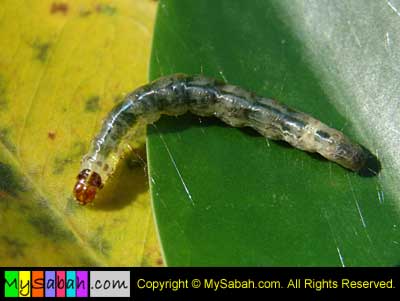 caterpillar of moth