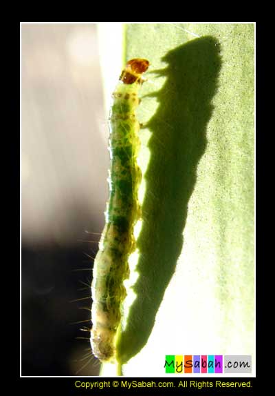 caterpillar of moth