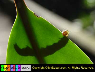 caterpillar of moth