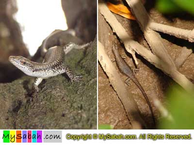 Mangrove Skink