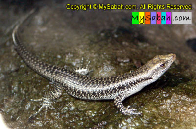 Mangrove Skink