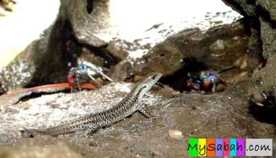 Mangrove Skink