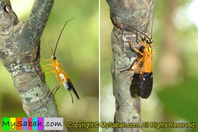 Wasp of Sabah Borneo