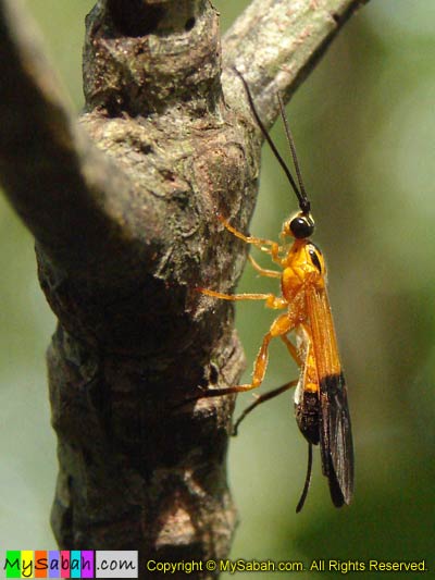 Wasp of Sabah Malaysia