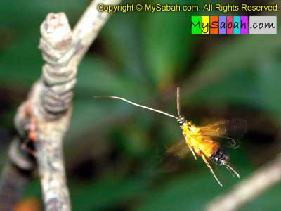Wasp of Sabah Borneo