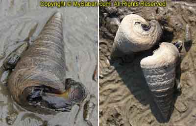 Mud Whelks of Sabah Borneo