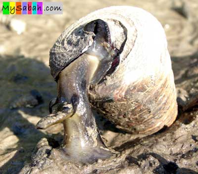 Mud Whelks of Sabah Borneo