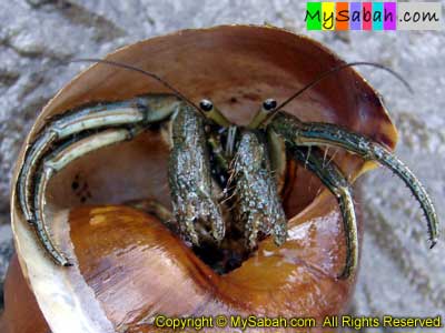 Hermit Crab of Sabah Borneo