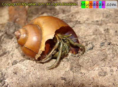 Hermit Crab of Sabah Borneo