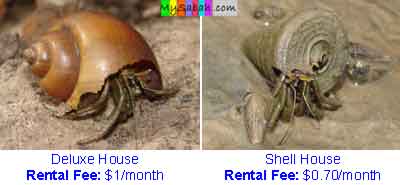 Hermit Crab of Sabah Borneo