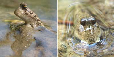 Mudskippers of Sabah Borneo