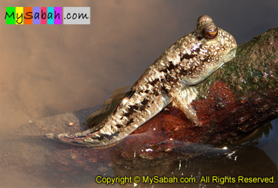 Mudskippers of Sabah Malaysia