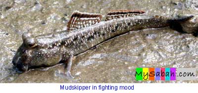 Mudskippers of Sabah Borneo