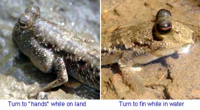 Mudskippers of Sabah Malaysia