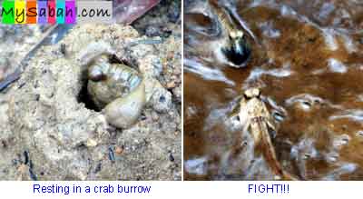 Mudskippers of Sabah Borneo