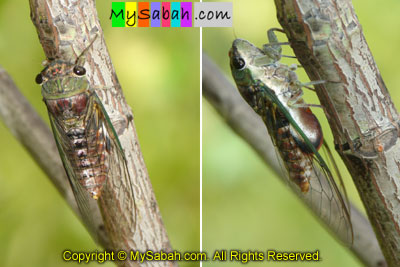 Cicada of Sabah Borneo