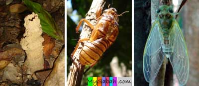 Cicada of Sabah Malaysia