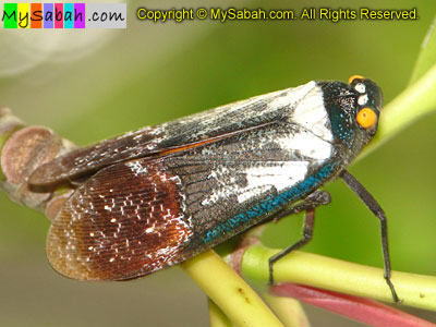 Cicada of Sabah Malaysia
