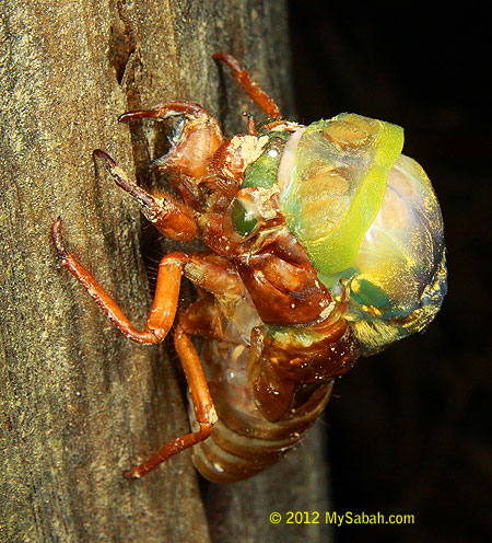 cicada morphing in progress