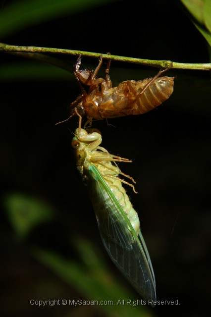 cicada morphing done
