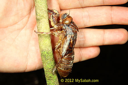 dry shell of cicada