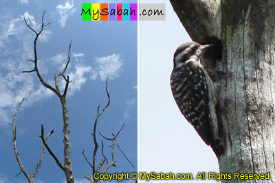 Borneo Woodpecker