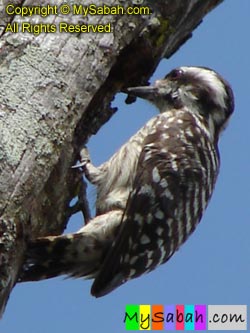 Sabah Woodpecker