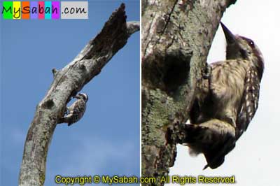 Malaysia Woodpecker