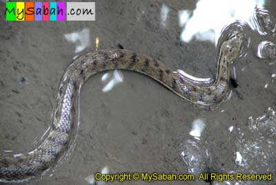 Dog Faced Water Snake of Sabah Borneo