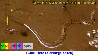 Dog Faced Water Snake of Sabah Borneo